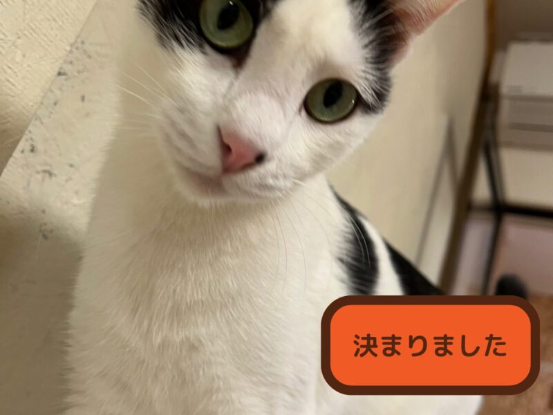 里親募集