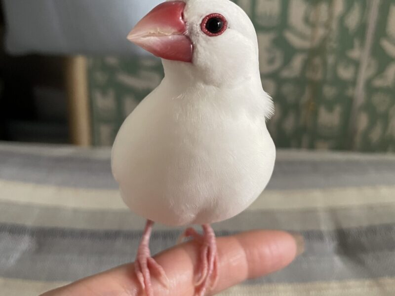 白文鳥を探しています!!