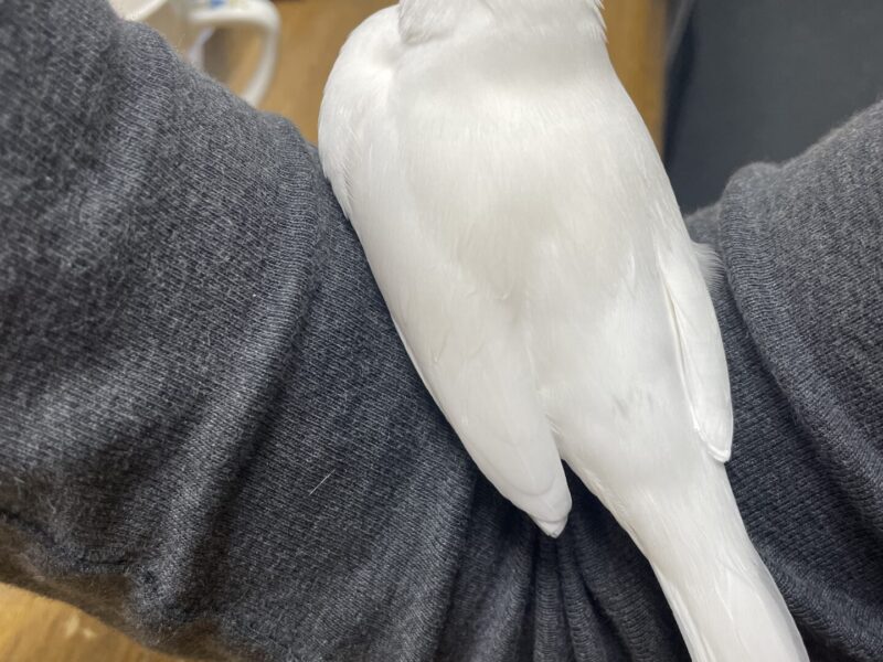 白文鳥を探しています!!