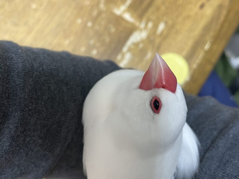 白文鳥を探しています!!