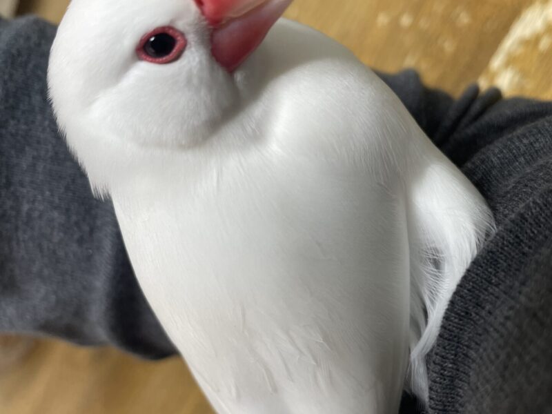 白文鳥を探しています!!