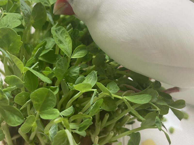 白文鳥を探しています!!