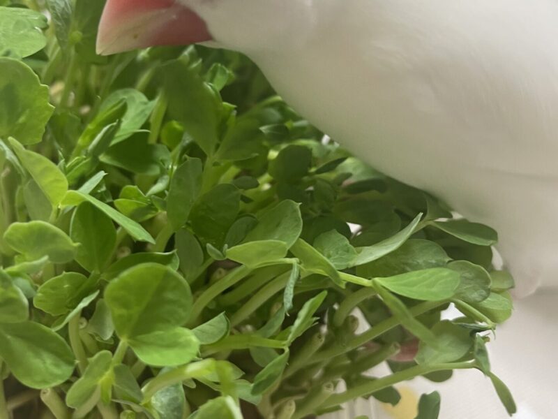 白文鳥を探しています