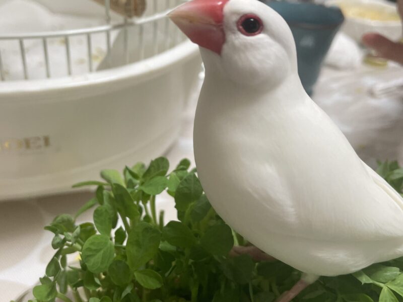 白文鳥を探しています