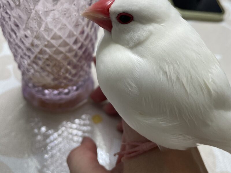白文鳥を探しています